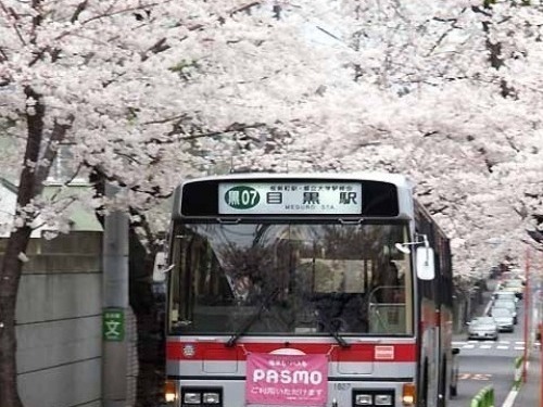 桜2008－01.jpg
