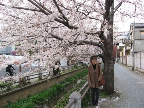 桜2008－02.jpg