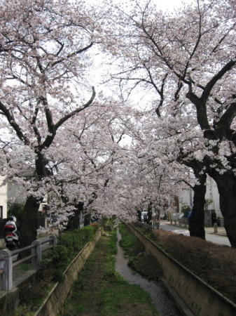 桜2009－01.jpg