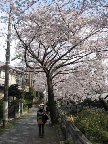 桜2009－04.jpg