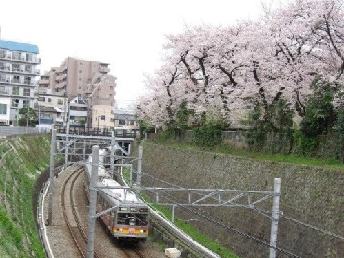 桜2010－01－2.jpg