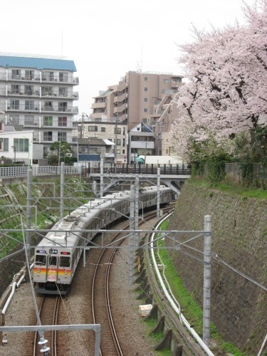 桜2010－03.jpg