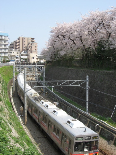 桜2010－05.jpg