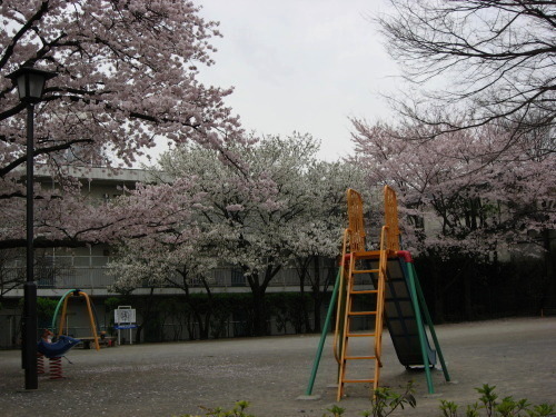 桜2010－08.jpg