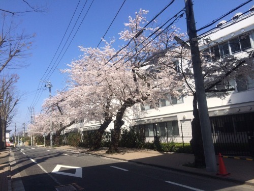 桜2015－01.jpg