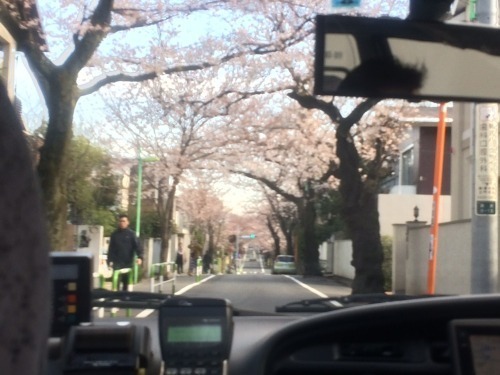桜2015－03.jpg