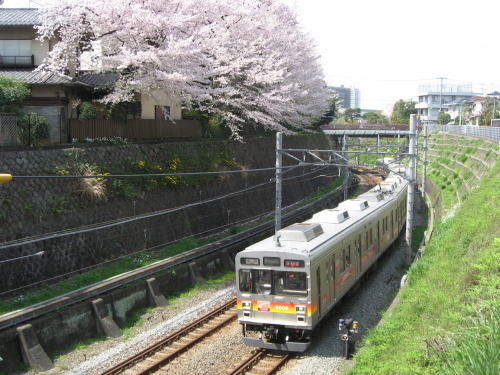 桜2016－03.jpg